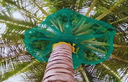 About Noble Netting Top Quality Coconut Tree Safety Nets Installation Services in Chennai, Tamil Nadu